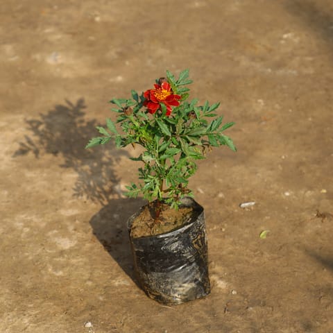 Marigold Jafri in 4 Inch Nursery Bag