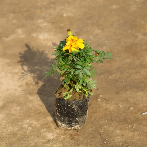 Marigold Jafri in 4 Inch Nursery Bag