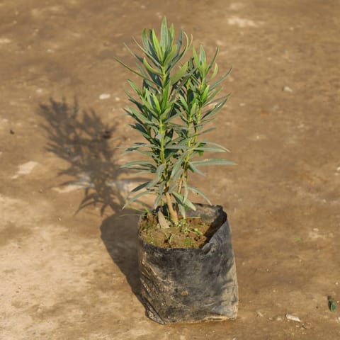 Rosemary in 4 Inch Nursery Bag