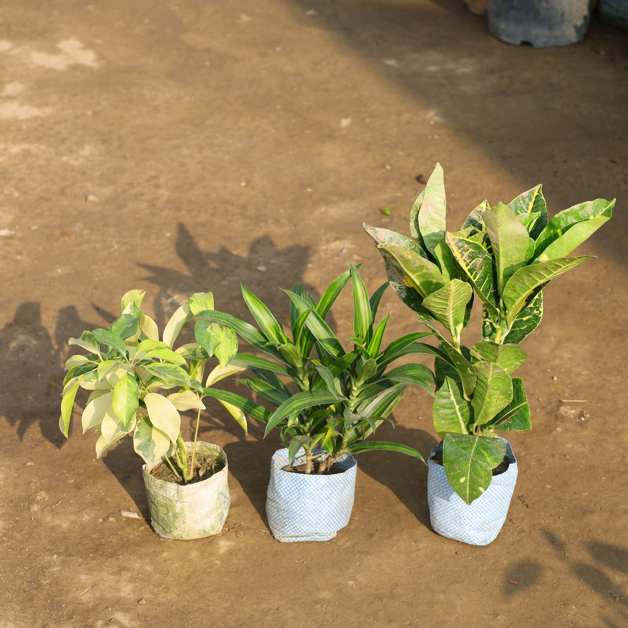 Set Of 3 - Croton Petra Red, Dracaena Messenger & Schefflera Brassia in 4 Inch Nursery Bag