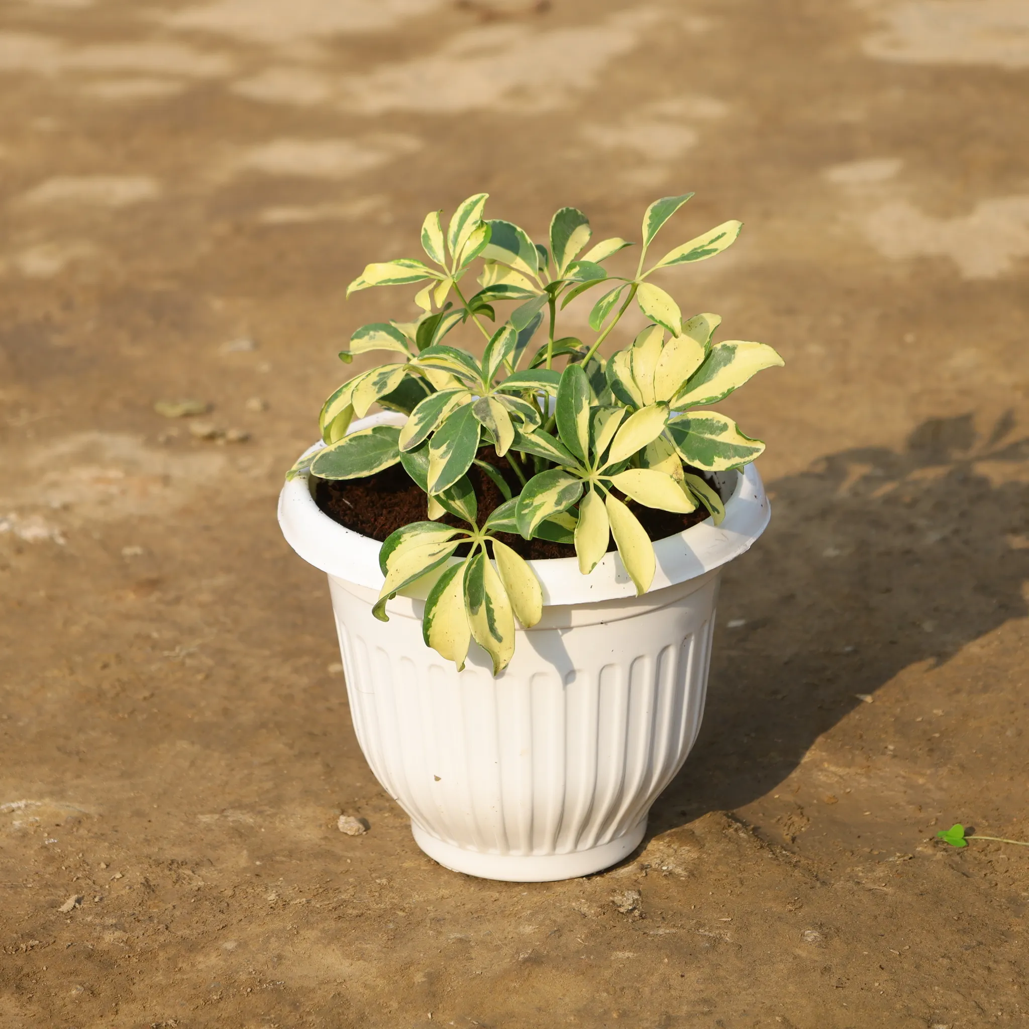 Schefflera Vareigated in 8 Inch White Olive Plastic Pot