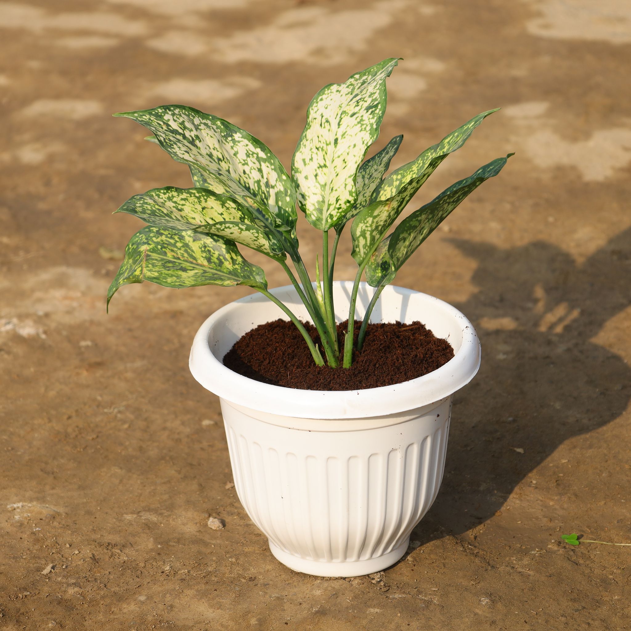 Aglaonema Snow White in 8 Inch White Olive Plastic Pot