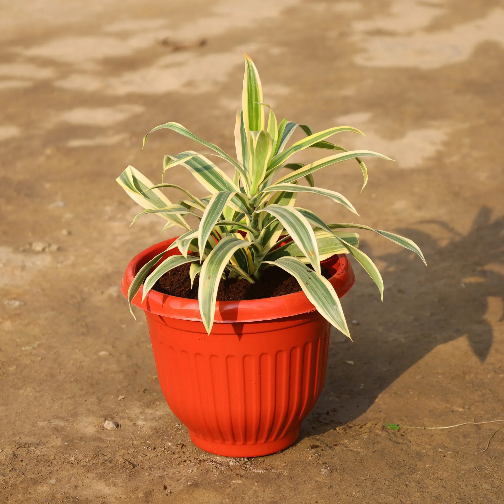 Aglaonema Snow White in 8 Inch White Classy Plastic Pot