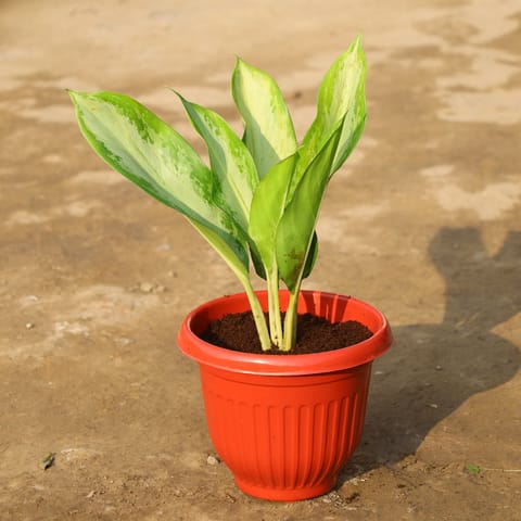 Aglonema White Stripes in 8 Inch Terracotta Red Olive Plastic Pot
