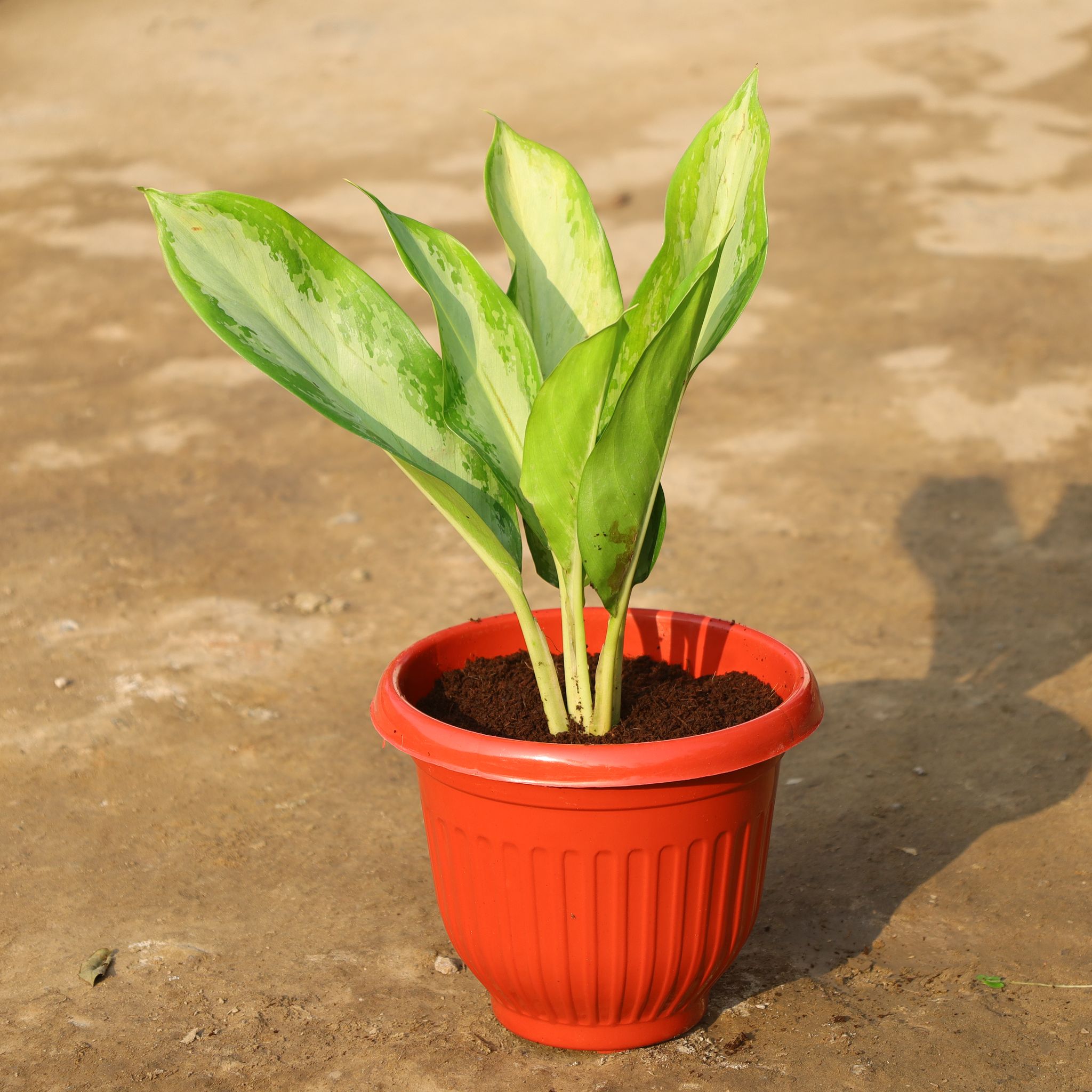 Aglonema White Stripes in 8 Inch Terracotta Red Olive Plastic Pot