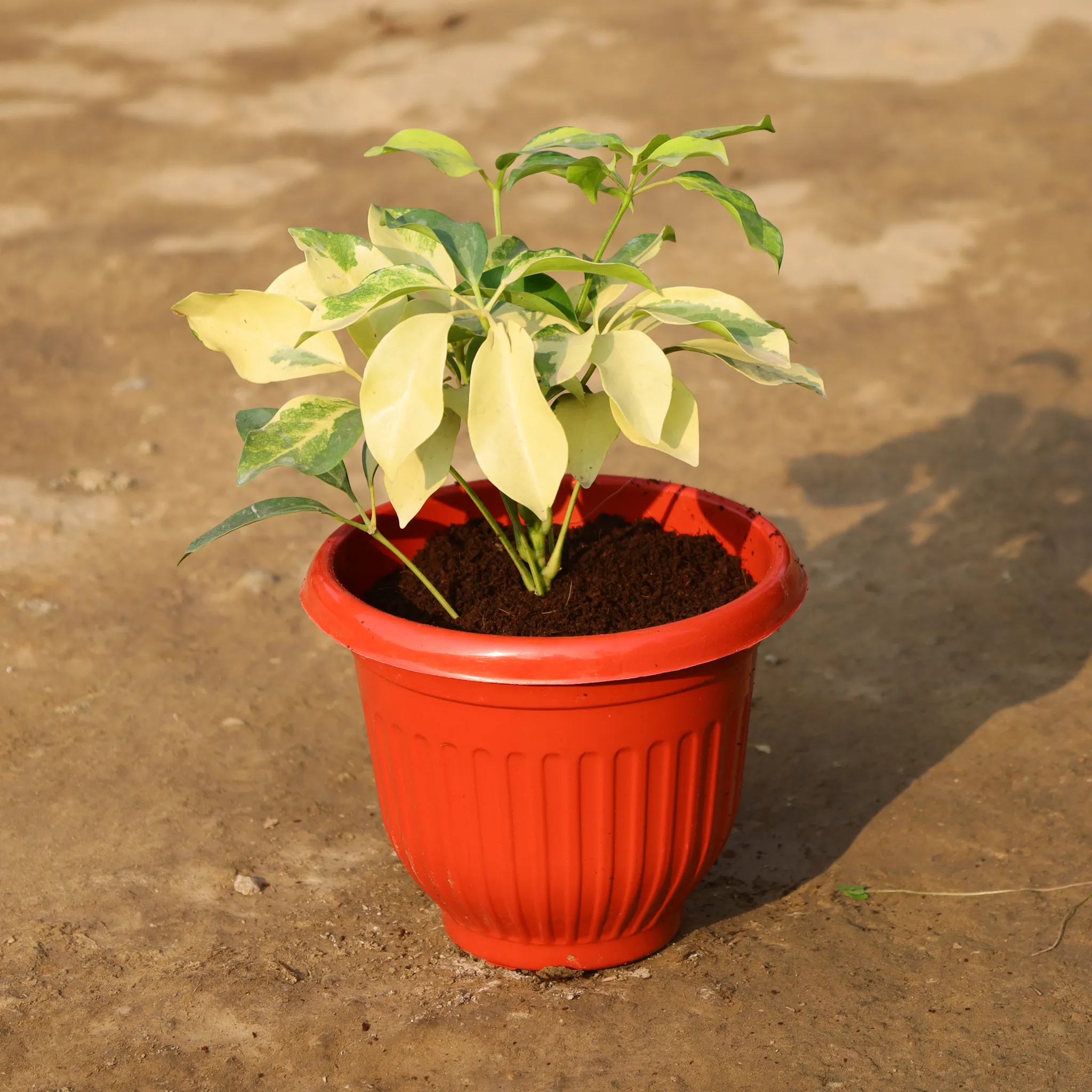Schefflera Brassia in 8 Inch Terracotta Red Olive Plastic Pot