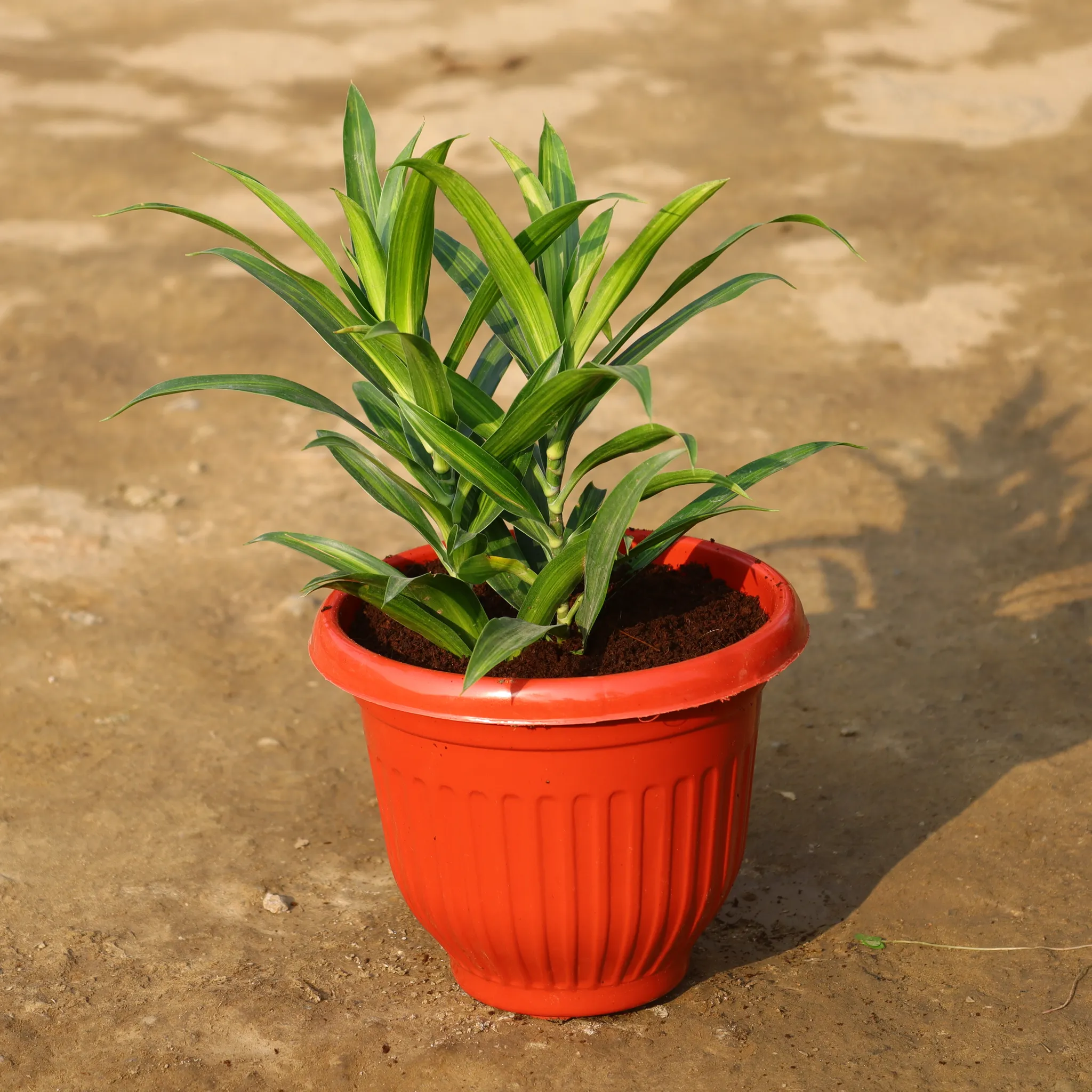 Dracaena Messenger in 8 Inch Terracotta Red Olive Plastic Pot
