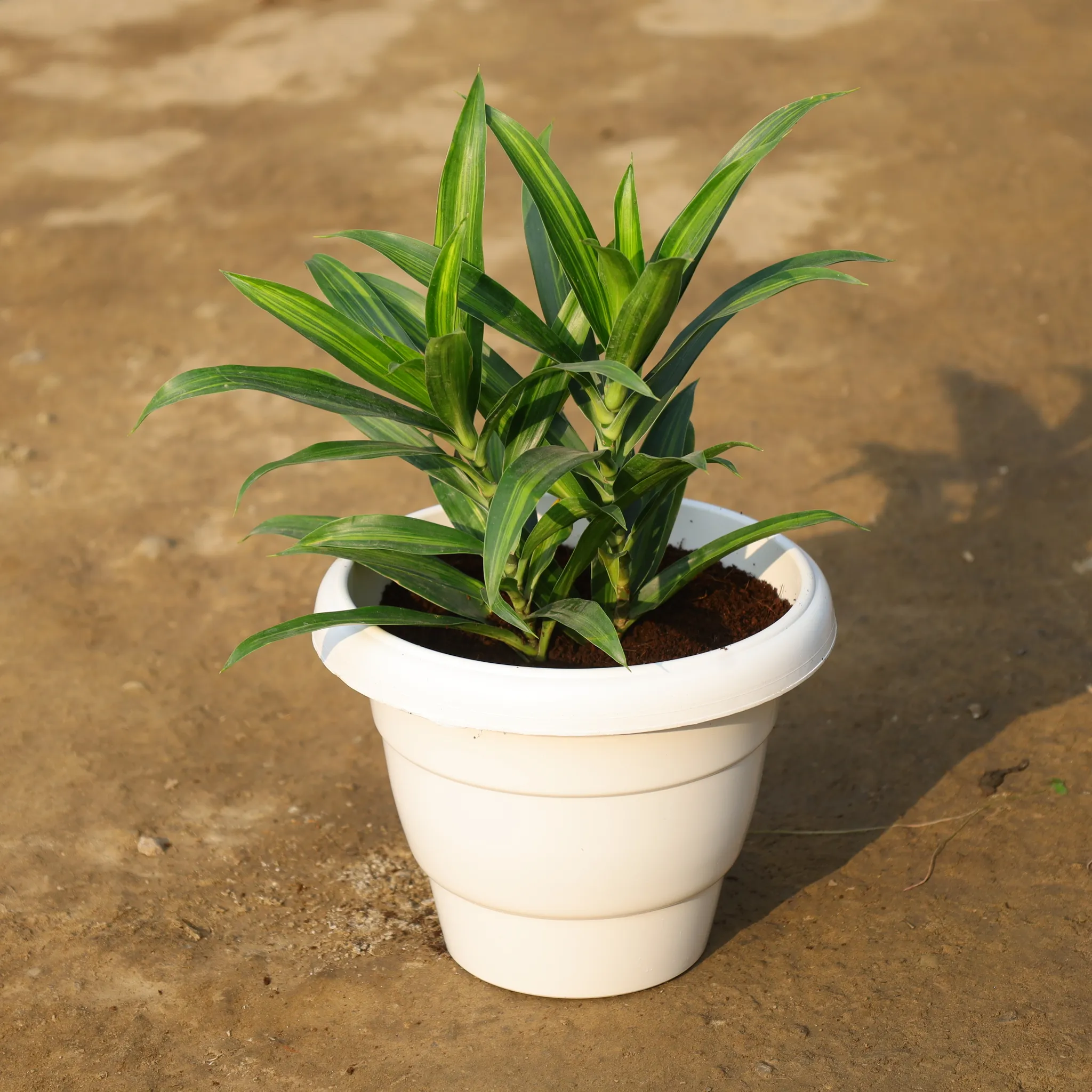 Massnger in 8 Inch White Classy Plastic Pot