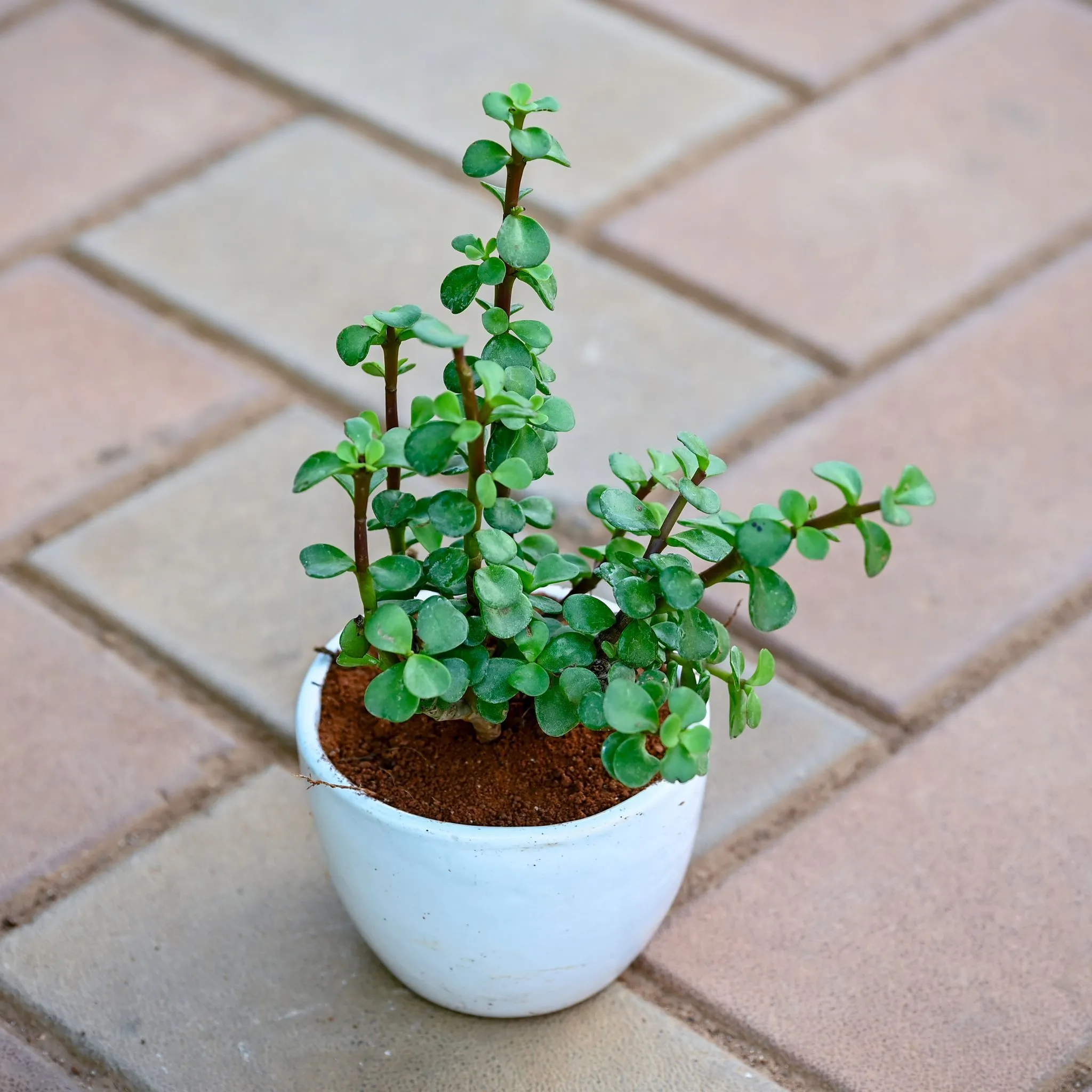 Jade Mini / Elephant Bush in 3 Inch White Cup Ceramic Pot (Any Colour & Design)