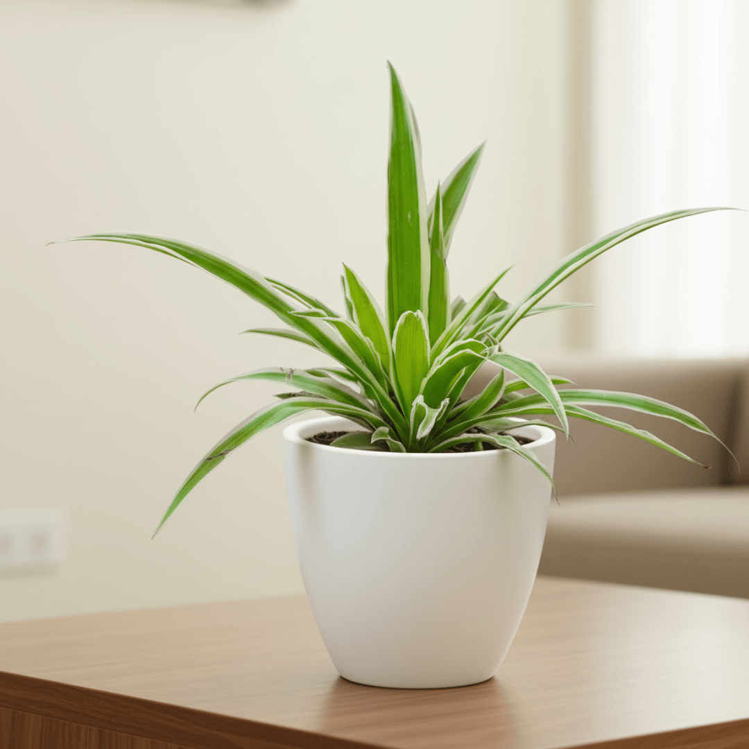 Spider Green in 4 Inch White Classy Cup Ceramic Pot
