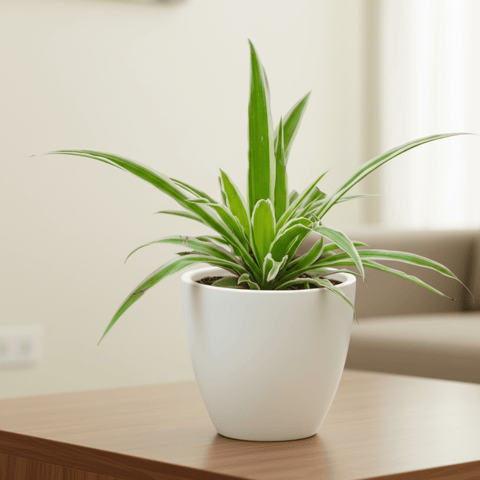 Spider Green in 4 Inch White Classy Cup Ceramic Pot