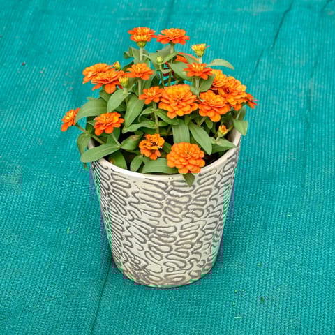 Zinnia (Any Colour) in 5 Inch Vibrant Glass Designer Ceramic Pot (Any Colour & Design)