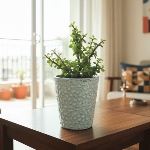 Gift Ready - Jade Mini / Elephant Bush in 5 Inch Vibrant Glass Designer Ceramic Pot (Any Colour & Design)