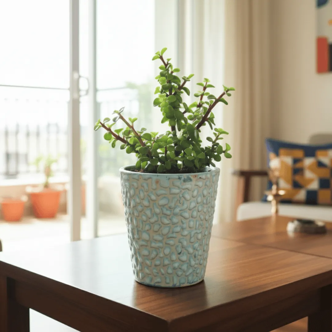 Gift Ready - Jade Mini / Elephant Bush in 5 Inch Vibrant Glass Designer Ceramic Pot (Any Colour & Design)