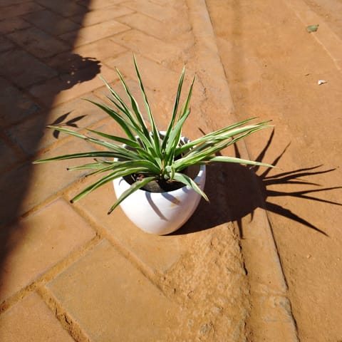 Spider Green in 4 Inch Live Fresh Plant White Classy Apple Ceramic Pot in Sector 68