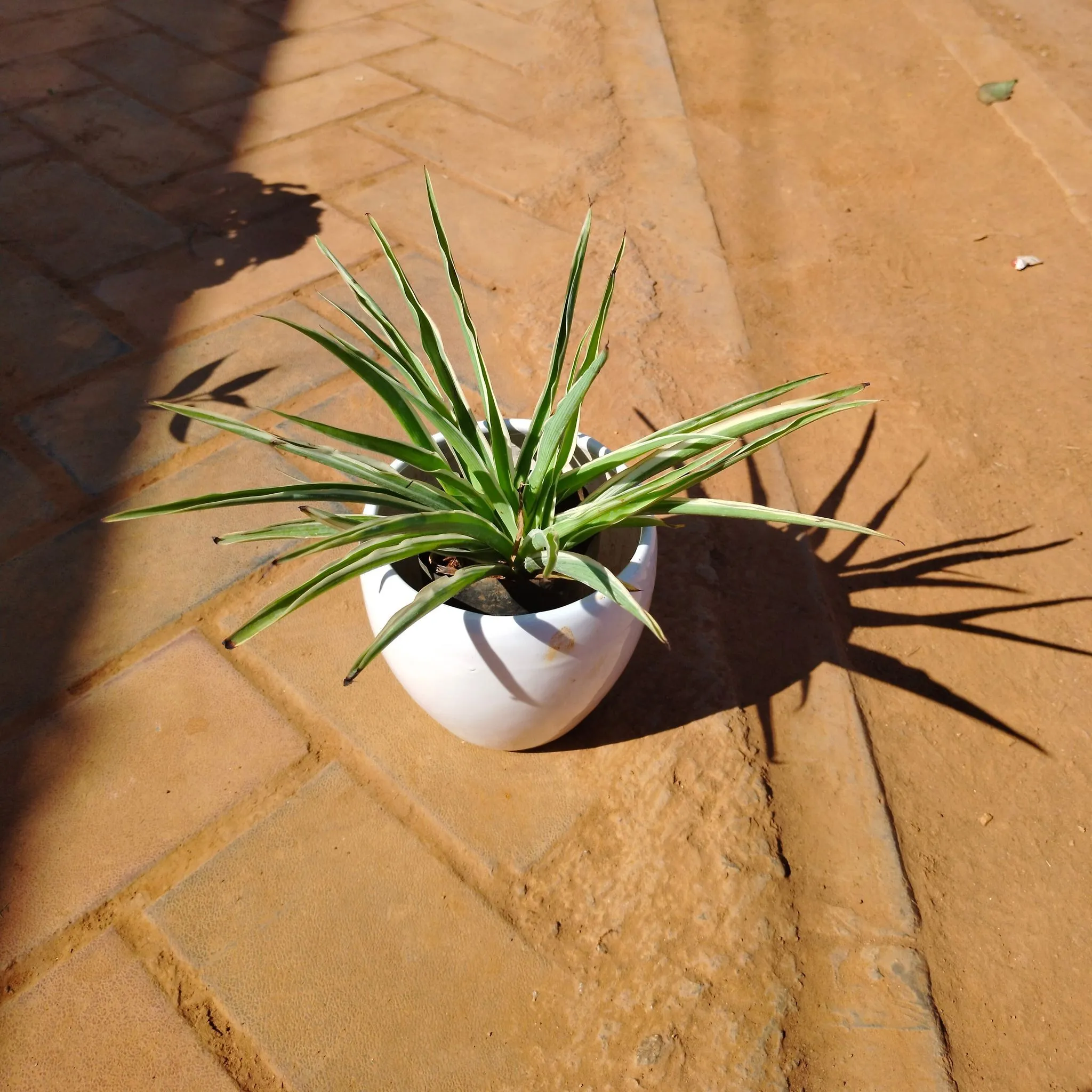 Spider Green in 4 Inch White Classy Apple Ceramic Pot