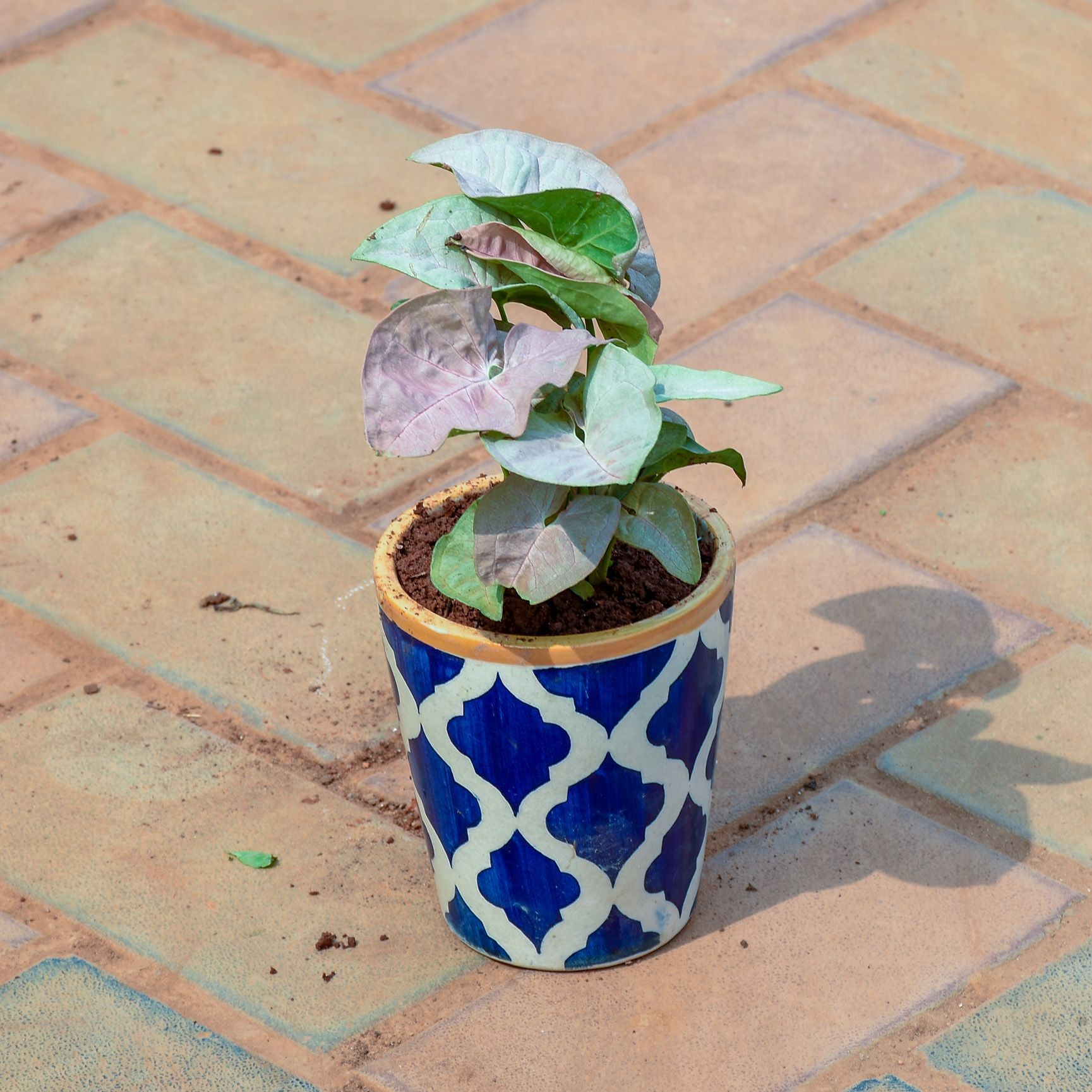 Syngonium Pink in 5 Inch Vibrant Glass Designer Ceramic Pot (Any Colour & Design)