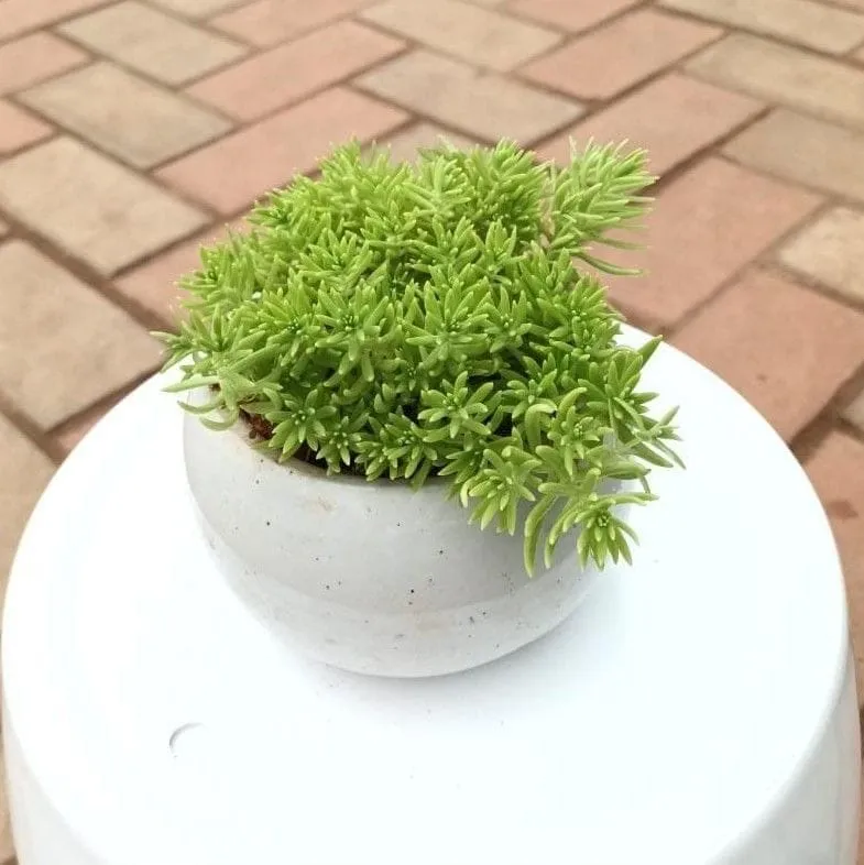 Sedum Golden Succulent in 4 Inch White Classy Apple Ceramic Pot