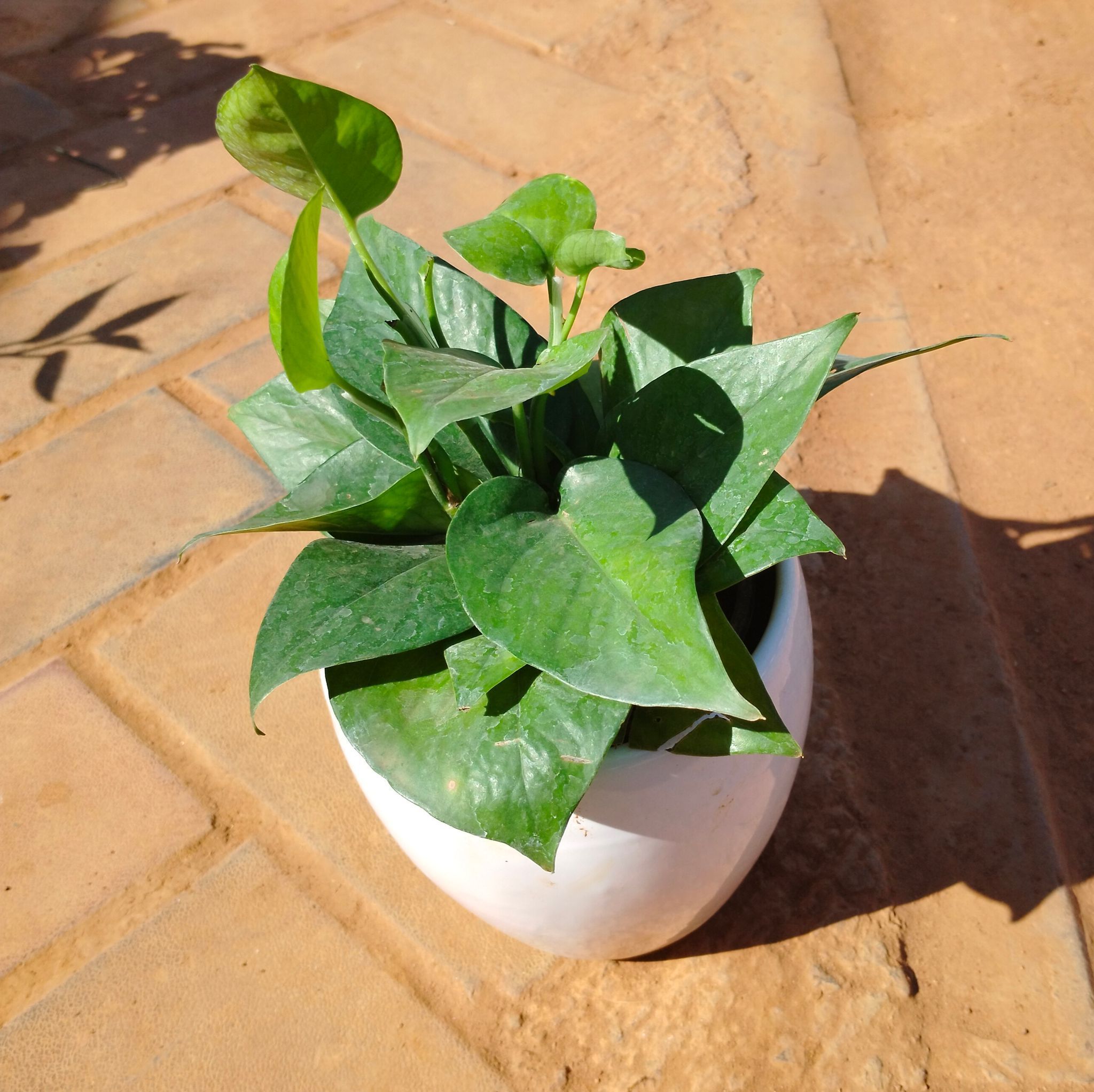 Money Plant Green in 4 Inch White Classy Apple Ceramic Pot