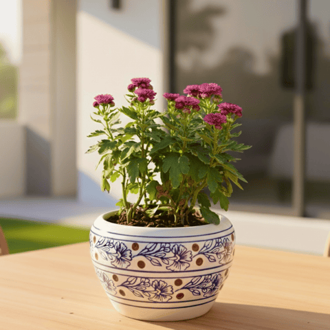 Chrysanthemum / Shevanti / Guldawari (Any Colour) in 4 Inch White Classy Apple Ceramic Pot (Any Colour & Design)