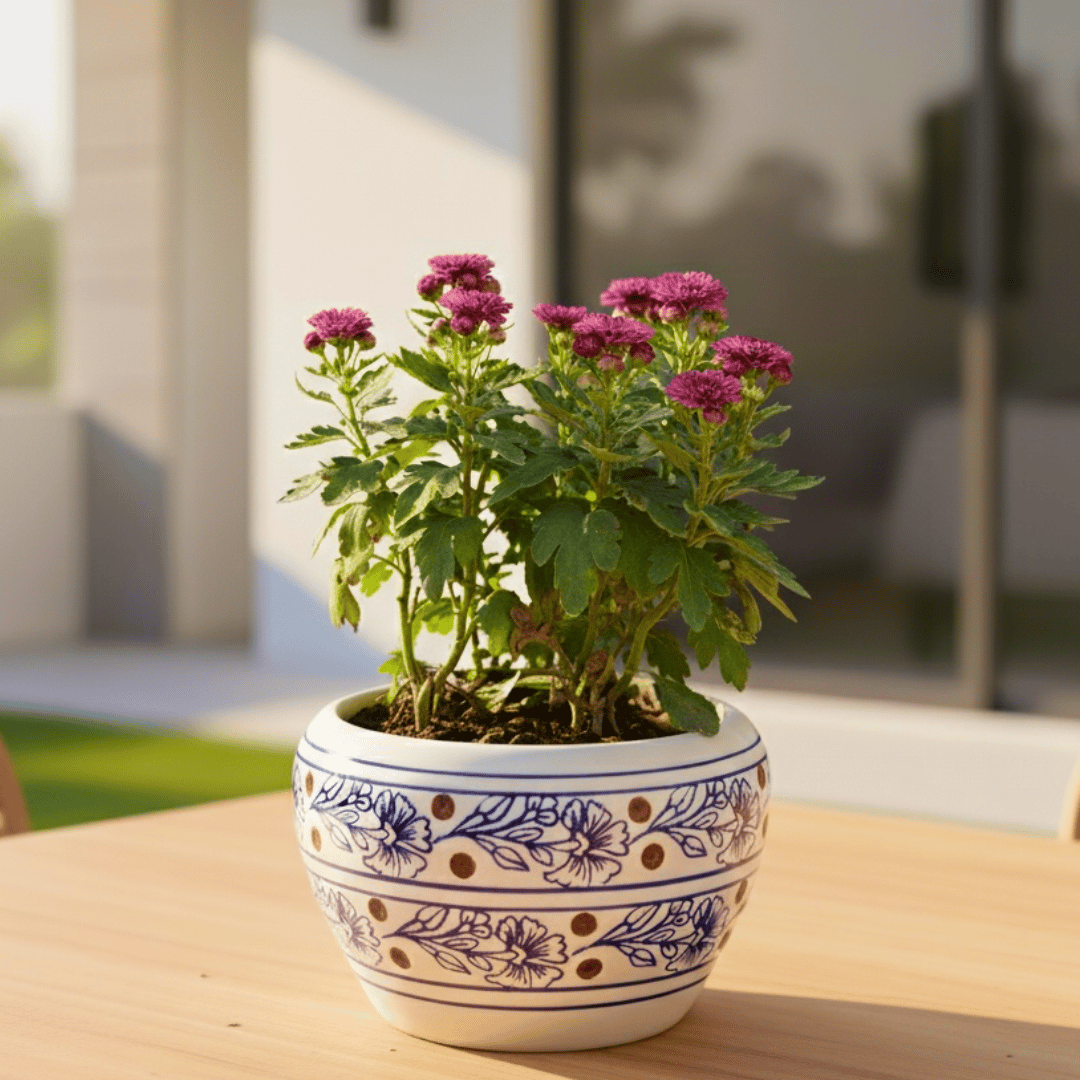 Chrysanthemum / Shevanti / Guldawari (Any Colour) in 4 Inch White Classy Apple Ceramic Pot (Any Colour & Design)