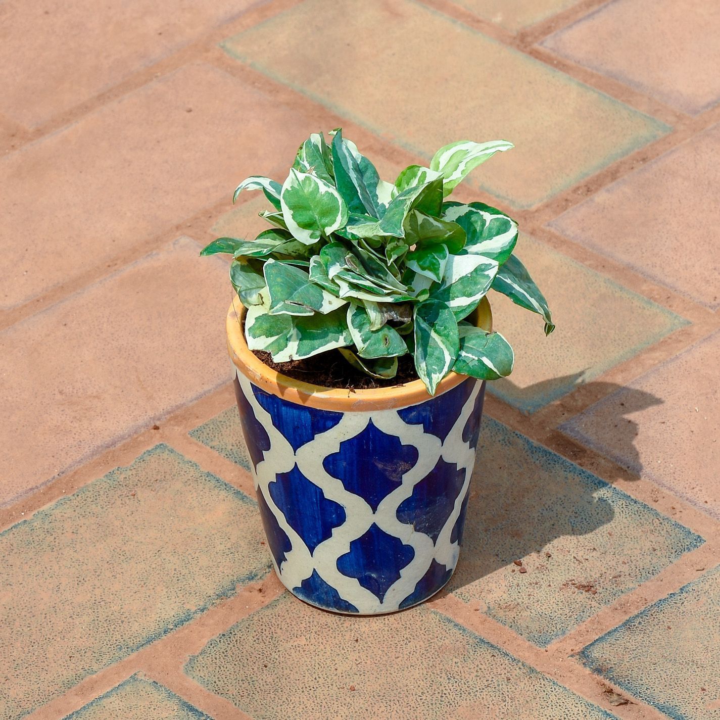 Money Plant N'Joy in 5 Inch Vibrant Glass Designer Ceramic Pot (Any Colour & Design)