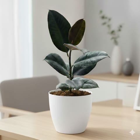 Rubber Black in 4 Inch White Classy Cup Ceramic Pot