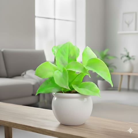 Money Plant Golden in 5 Inch Live Fresh Plant Matki Designer Ceramic Pot (Any Colour & Design) in Sector 75