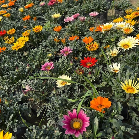Set of 3 - Gazania (any colour) in 4 Inch Nursery Bag