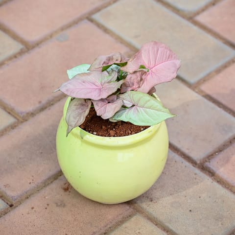 Syngonium Pink in 5 Inch Live Fresh Plant Matki Designer Ceramic Pot (Any Colour & Design) in Mayur Vihar Phase 2