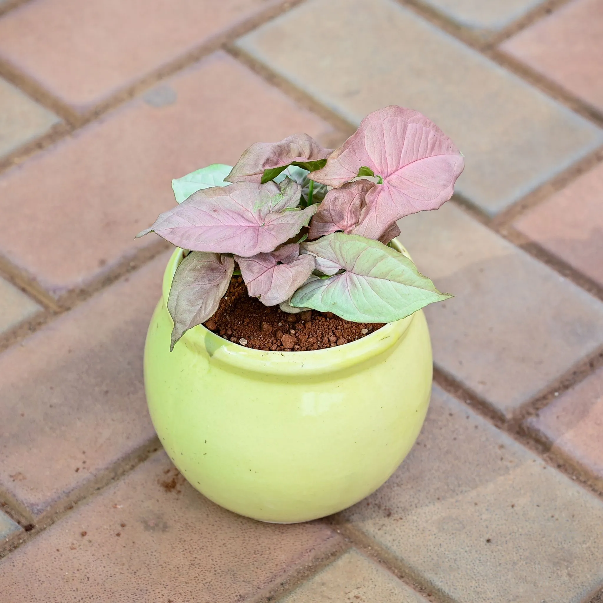 Syngonium Pink in 5 Inch Matki Designer Ceramic Pot (Any Colour & Design)