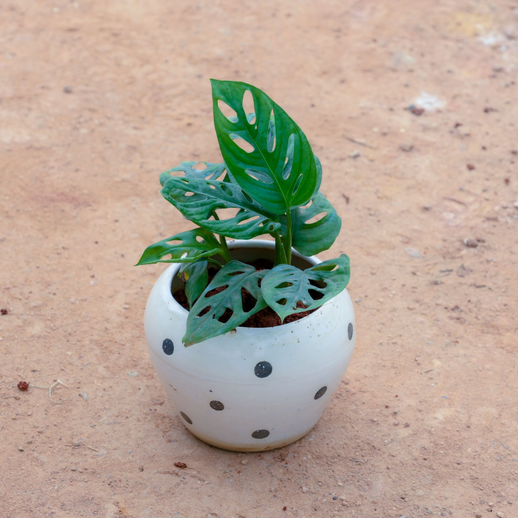 Monstera Broken Heart in 4 Inch White Classy Apple Ceramic Pot (Any Colour & Design)