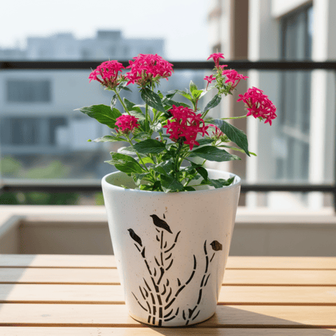 Pentas (Any Colour) in 6 Inch Vibrant Glass Designer Ceramic Pot (Any Colour & Design)