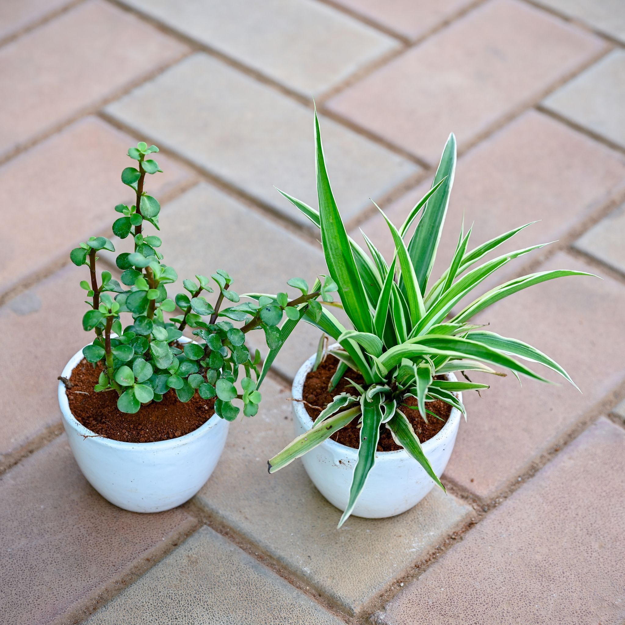 Set of 2 - Jade & Spider in 3 Inch White Classy Cup Ceramic Pot (Any Colour & Design)