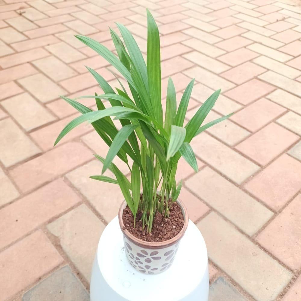 Areca Palm (~ 1 Ft) in 6 Inch Vibrant Glass Designer Ceramic Pot (Any Colour & Design)
