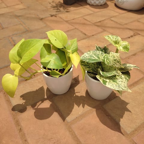Set of 2 - Money Plant (Golden & White) in 3 Inch White Classy Cup Ceramic Pot (Any Colour & Design)