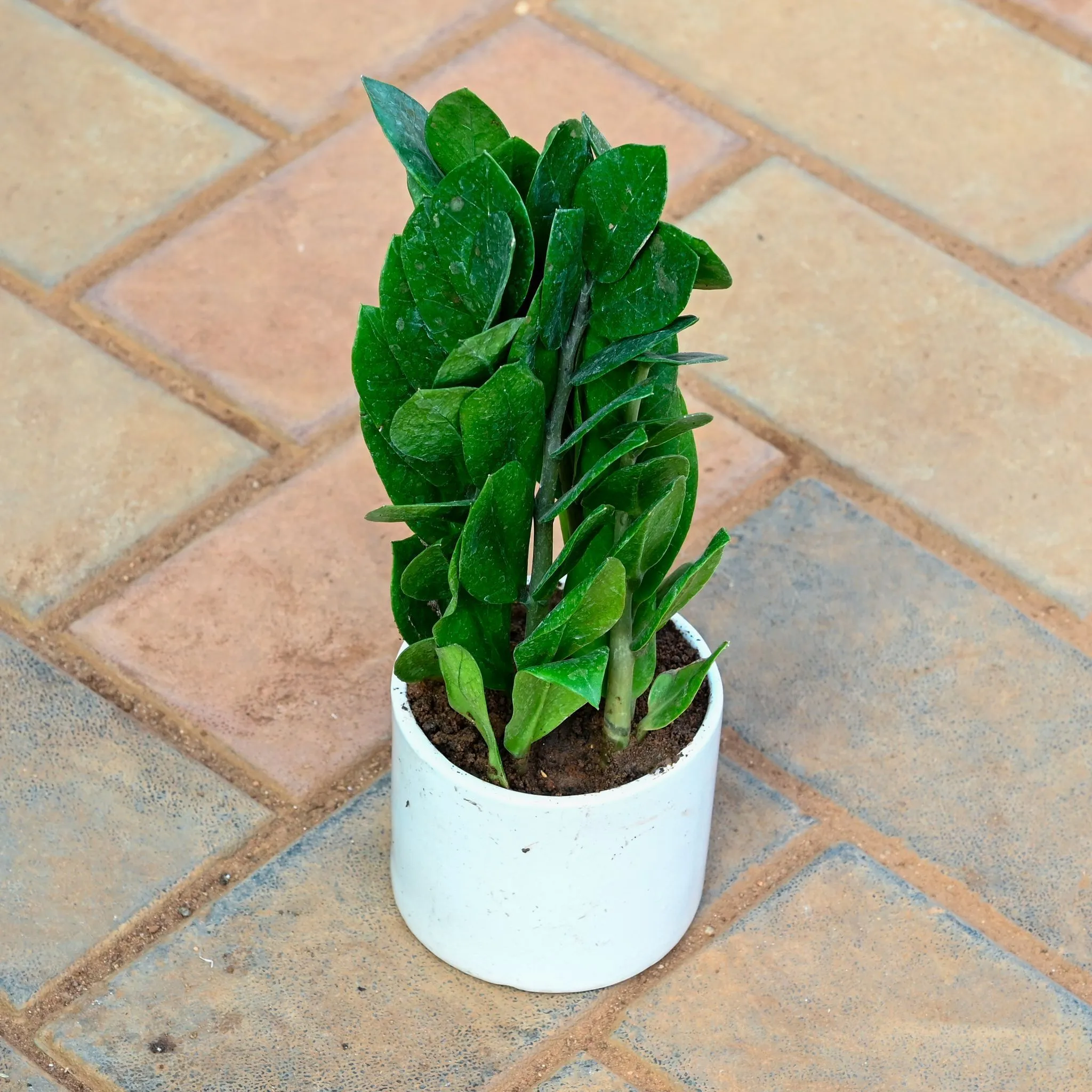 ZZ Green in 4 Inch White Classy Cylindrical Ceramic Pot