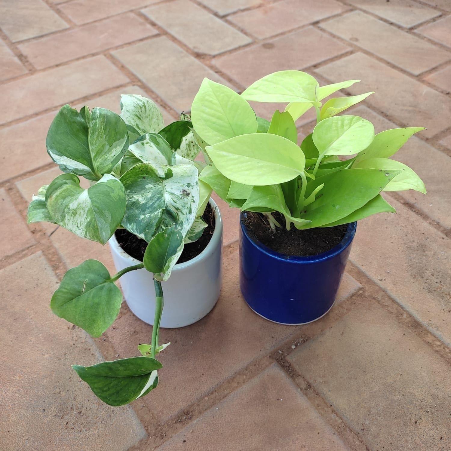 Set of 2 - Money Plant (Golden & Marble) in 4 Inch White Classy Cup Ceramic Pot