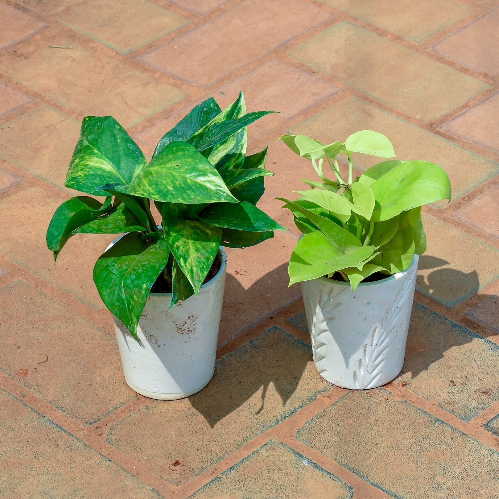 Set of 2 - Money Plant (Green & Golden) in 5 Inch Vibrant Glass Designer Ceramic Pot (Any Colour & Design)
