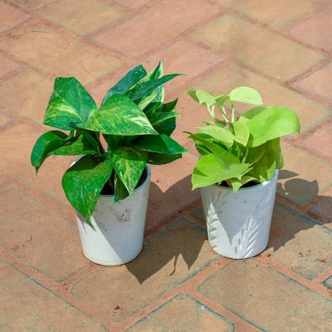 Set of 2 - Money Plant (Green & Golden) in 5 Inch Vibrant Glass Designer Ceramic Pot (Any Colour & Design)