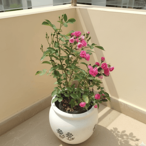 Button Rose / Gulab Pink in 7 Inch Matki Designer Ceramic Pot (Any Colour & Design)