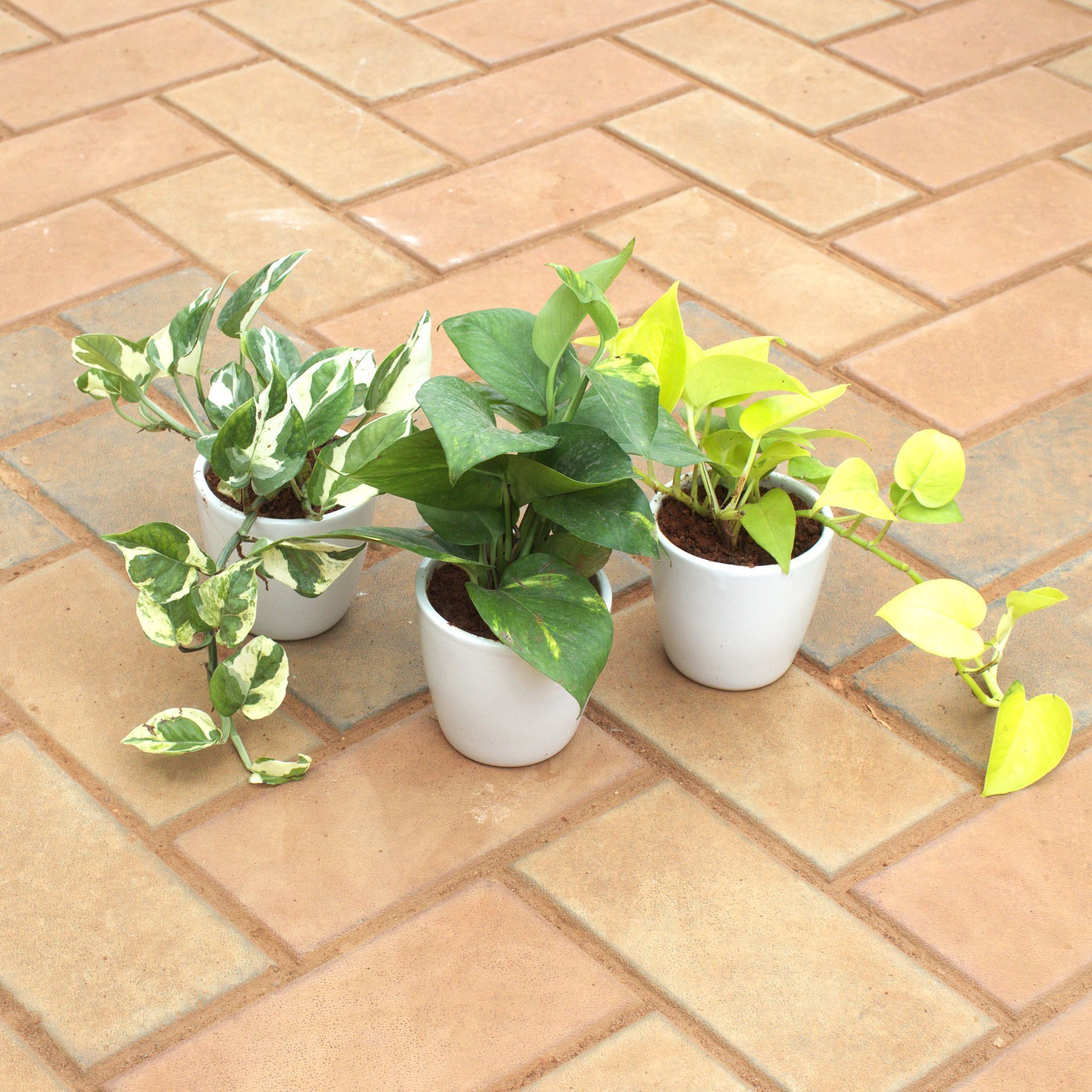 Set Of 3 - Money Plant (Golden, Green & N'Joy) in 4 Inch White Classy Cup Ceramic Pot