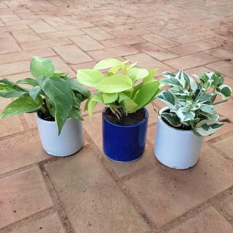 Set of 3 - Money Plant (N'joy, Golden & Green) in 4 Inch White Classy Cup Ceramic Pot