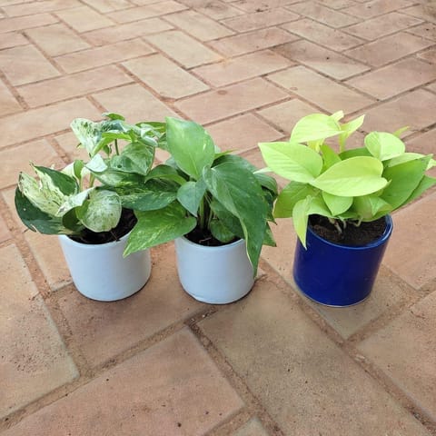 Set of 3 - Money Plant (Golden, Green & Marble) in 4 Inch White Classy Cup Ceramic Pot