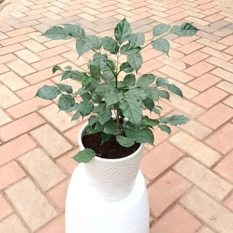 Radermachera / China Doll (~ 1 Ft) in 7 Inch Vibrant Glass Designer Ceramic Pot (Any Colour & Design)