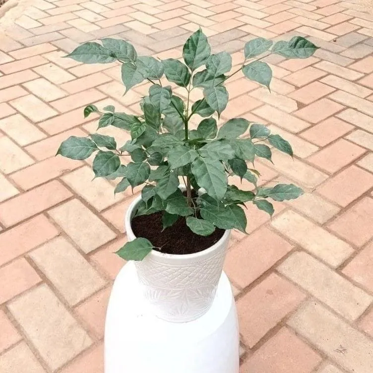 Radermachera / China Doll (~ 1 Ft) in 7 Inch Vibrant Glass Designer Ceramic Pot (Any Colour & Design)