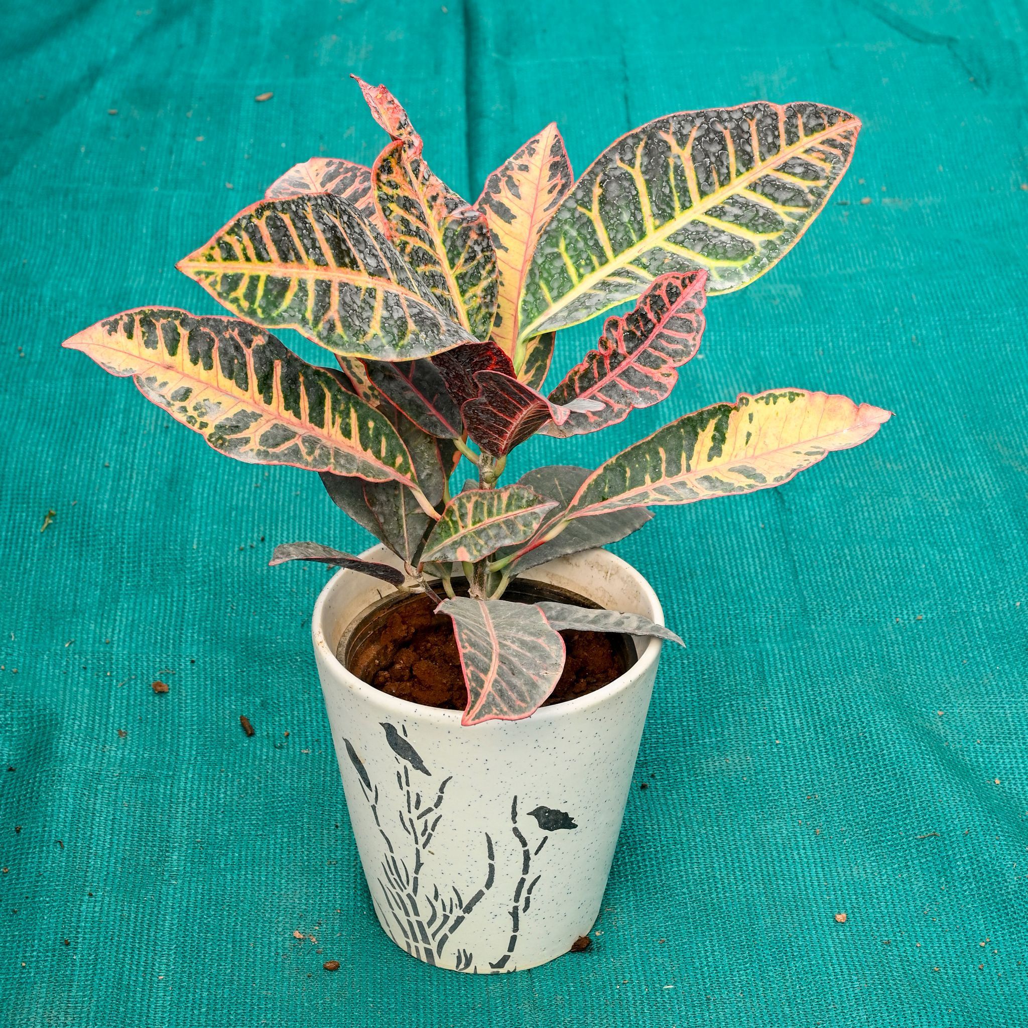 Croton Petra in 7 Inch Vibrant Glass Designer Ceramic Pot (Any Colour & Design)