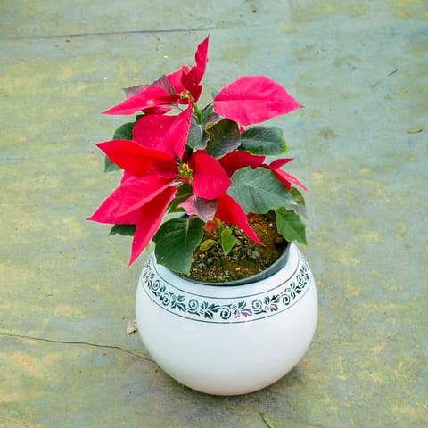 Poinsettia / Christmas Flower Red in 7 Inch Matki Designer Ceramic Pot (Any Colour & Design)