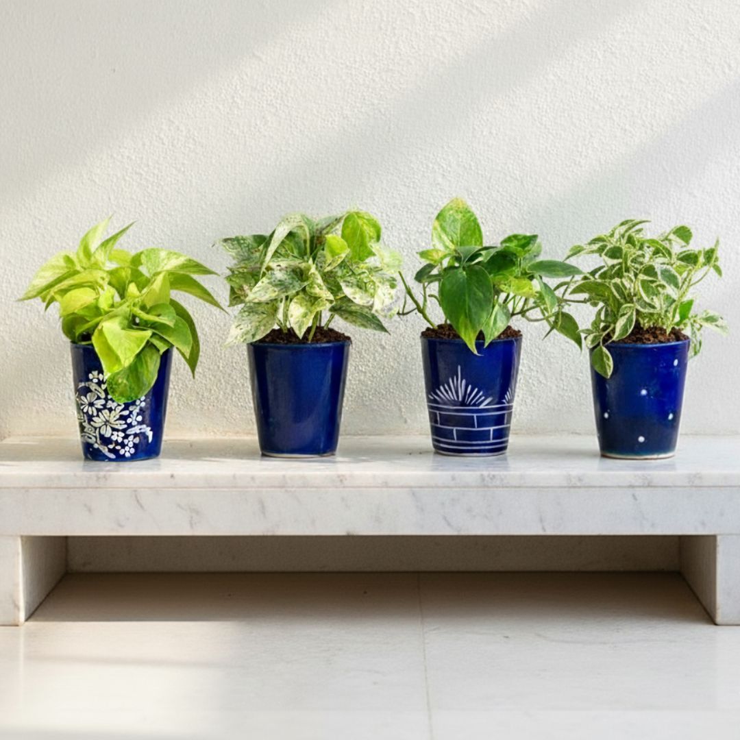 Set of 4 - Money Plant (N'joy, Golden, White & Green) in 5 Inch Vibrant Glass Designer Ceramic Pot (Any Colour & Design)
