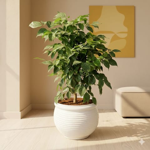 Radermachera / China Doll (~ 2 Ft) in 10 Inch Matki Designer Ceramic Pot (Any Colour & Design)